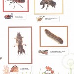 les insectes page de garde
