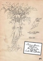 Extrait de l'herbier des mandragores d'Ichabod Vambéry pour le projet "Namta"