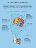 Le cerveau de l'adolescent