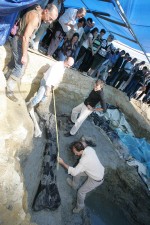 La découverte d'un fémur géant (photo Sud Ouest, octobre 2010).