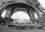 Le 20 octobre 1972, des moutons du Larzac paissent devant la tour Eiffel (Photo : AFP).