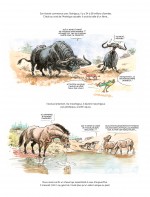 CHEVAL A TRAVERS LES AGES_4